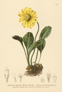 Matacabras de glaciares (Aronicum glaciale, Doronicum glaciale)